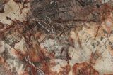 Triassic, Petrified Wood (Araucaria) Slab - Madagascar #224086-1